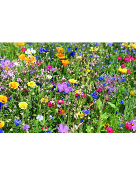 Disco con mix di semi di fiori