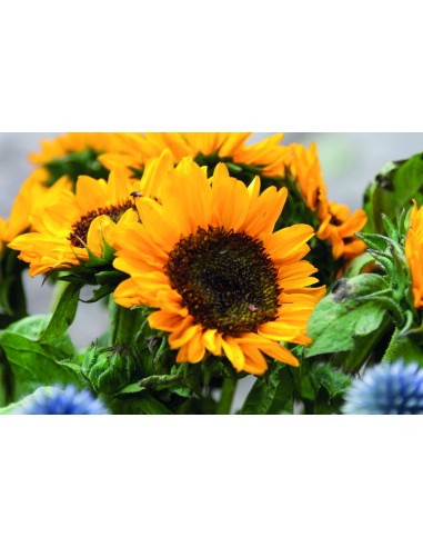 Semi di girasole in busta kraft