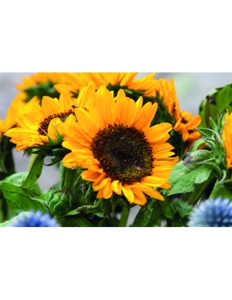 Semi di girasole in busta kraft