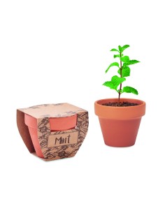 Semi di menta in vaso