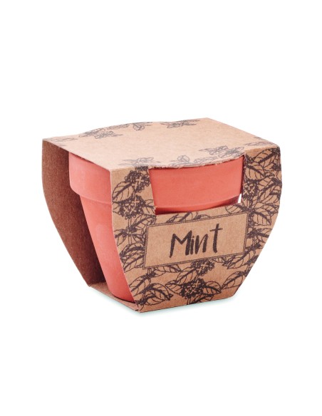 Semi di menta in vaso