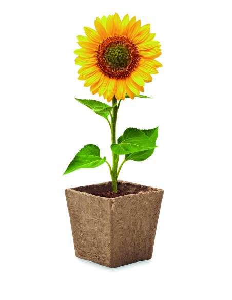 Kit per la coltivazione di semi