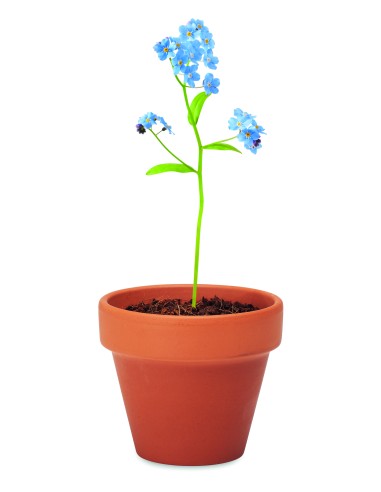 Semi di non ti scordar di me