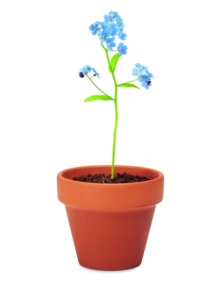 Semi di non ti scordar di me