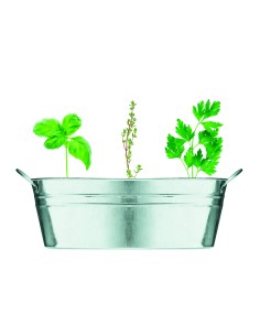 Vaschetta con 3 semi di erbe