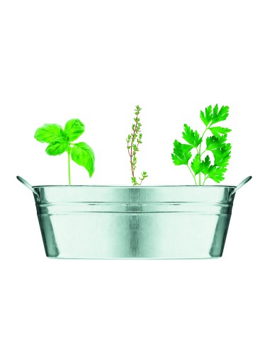 Vaschetta con 3 semi di erbe