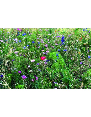 Semi misti di fiori in busta