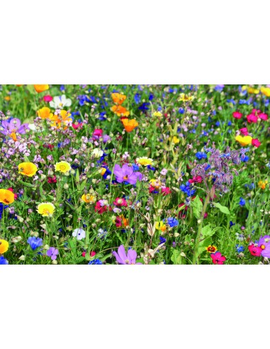 Semi misti di fiori in busta