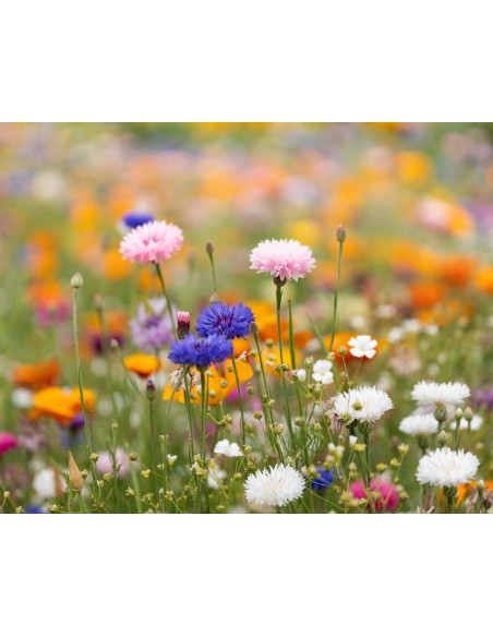 Foglio A6 in carta con semi