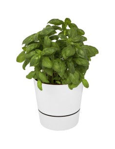 Mepal vaso da cucina singolo Herbs