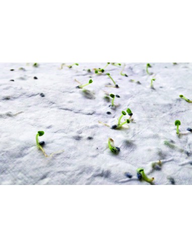 Biglietto da visita con semi di