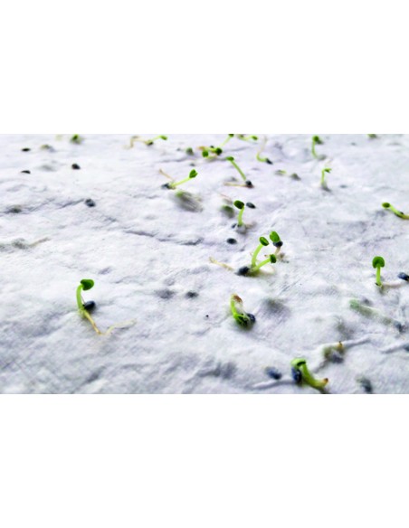 Biglietto da visita con semi di fi