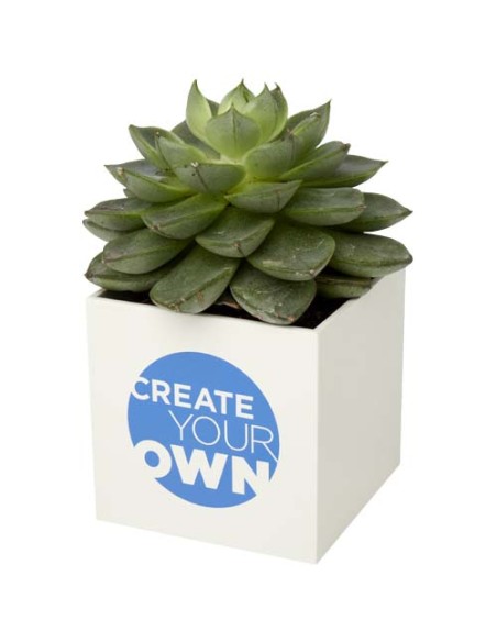 Vaso in alluminio con pianta grassa, succulenta Hey Pots