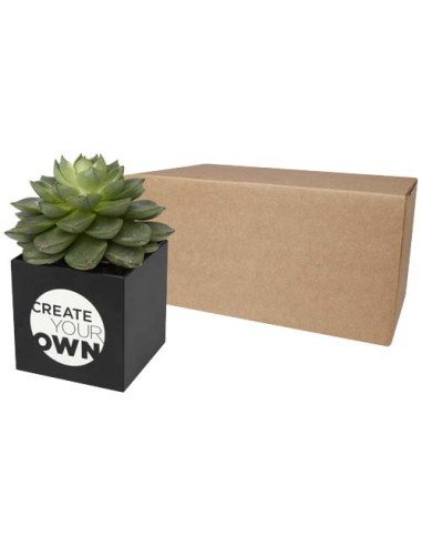 Vaso in alluminio con pianta grassa, succulenta Hey Pots