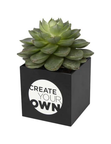 Vaso in alluminio con pianta grassa, succulenta Hey Pots